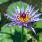 Aphrodisiac Elixir: Exploring Blue Lotus as a Libido Booster