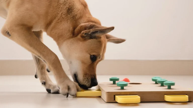 What Are the Benefits of Using Interactive Dog Toys?