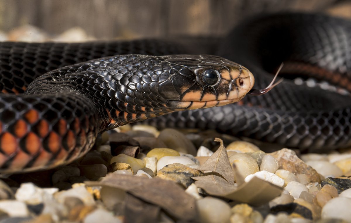 snake catcher near me