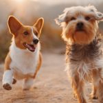 Complete Puppies: The Power of Professional Dog Training