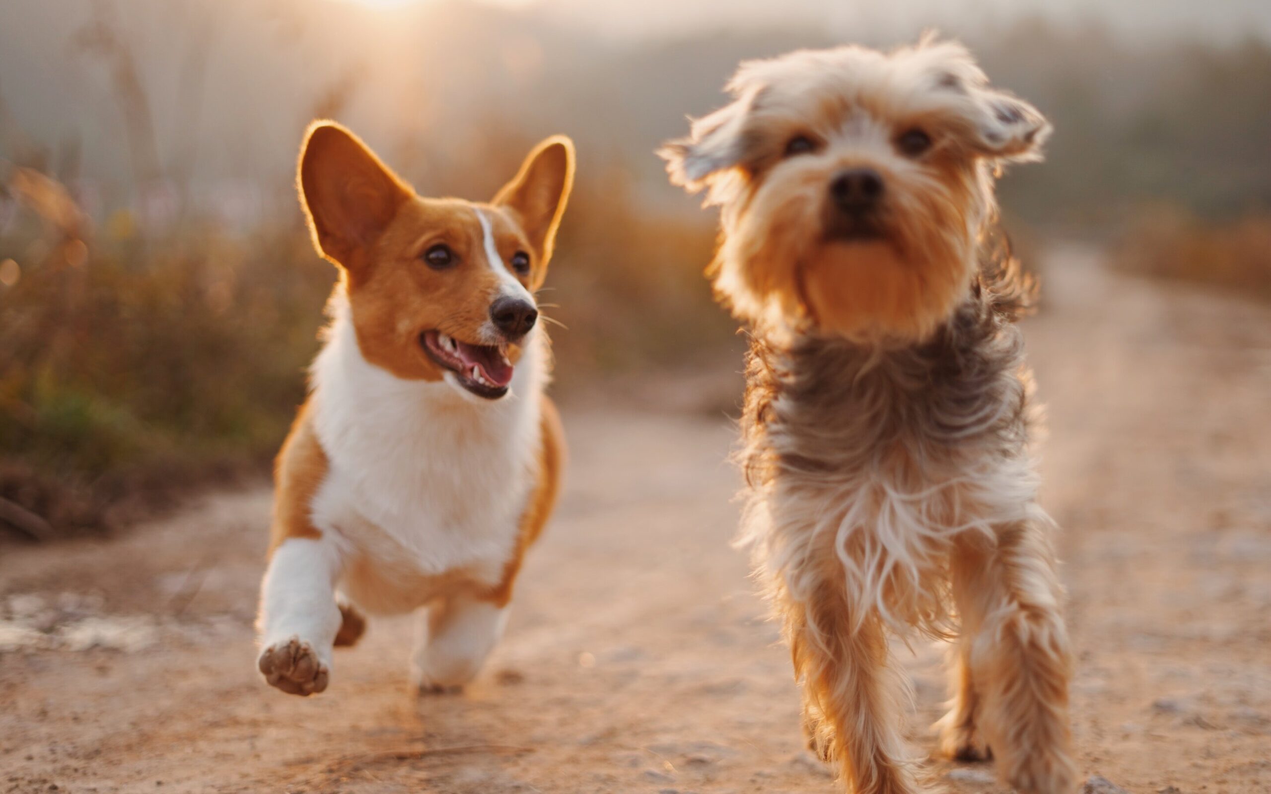 Complete Puppies: The Power of Professional Dog Training